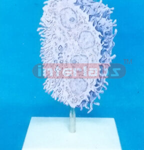 THREE DIMENSIONAL MODEL OF THE ULTRA STRUCTURE OF OSTEOCLAST