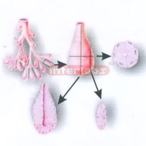 LOGITUDINAL AND CROSS SECTIONS OF ANACINUS FOR HISTOLOGY Exp