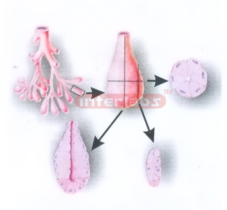 LOGITUDINAL AND CROSS SECTIONS OF ANACINUS FOR HISTOLOGY Exp
