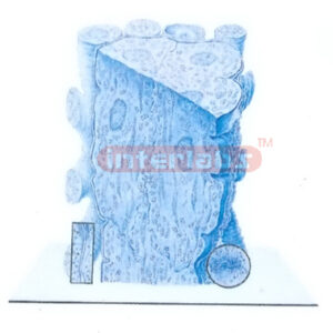 THREE DIMENSIONAL MODEL OF ULTRASTRUCTURE OF PURKINJE FIBRE