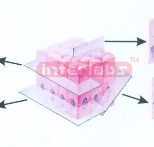 SECTIONS OF SIMPLE COLUMNAR EPITHELIUM IN DIFFERENT DIRECTIO