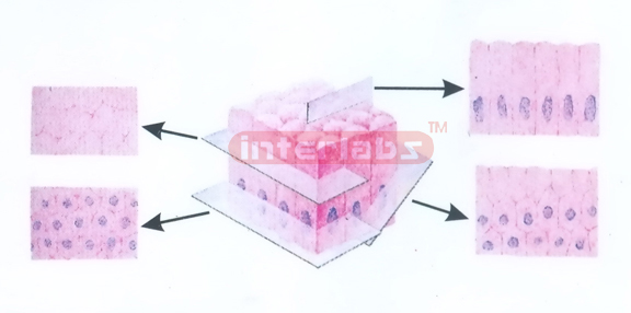 SECTIONS OF SIMPLE COLUMNAR EPITHELIUM IN DIFFERENT DIRECTIO