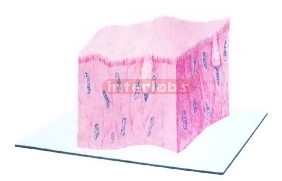DIMENSIONAL MODEL OF HUMAN PSEUDOSTRATIFIED CILIATED COLUMNA