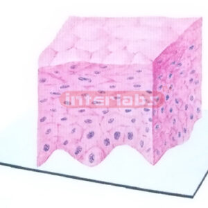 THREE-DIMENSIONAL MODEL OF NONKERATINIZED STRATIFIED SQUAMOU