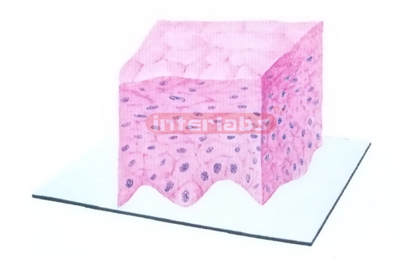 THREE-DIMENSIONAL MODEL OF NONKERATINIZED STRATIFIED SQUAMOU