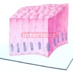 HUMAN THREEDIMENSIONAL MODEL OF SIMPLE COLUMNAR EPITHELIUM E