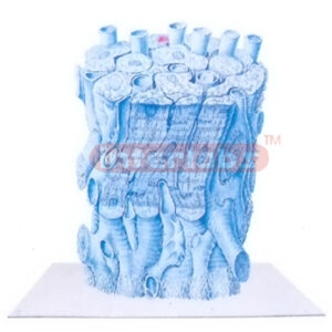 THREE-DIMENSIONAL MODEL OF ULTRASTRUCTURE OF CARDIAC MUSCLE