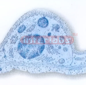 HUMAN MODEL OF ULTRASTRUCTURE OF TYPE II ALVEOLAR CELL Expor