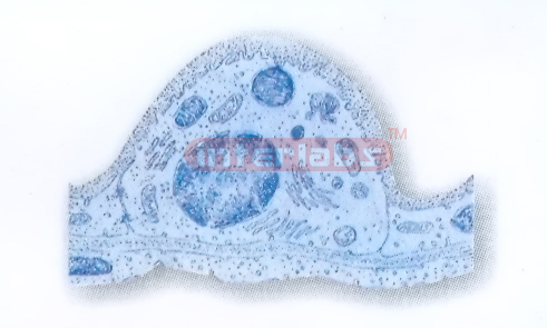 HUMAN MODEL OF ULTRASTRUCTURE OF TYPE II ALVEOLAR CELL Expor