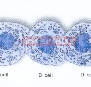 HUMAN CELL COLLECTION (A.B.D) Exporter & Educational Laborat