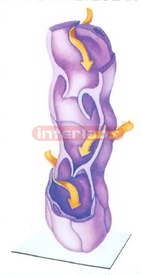 HUMAN ULTRESTRUCTURE MODEL OF LYMPHATIC VESSEL Exporter & Ed