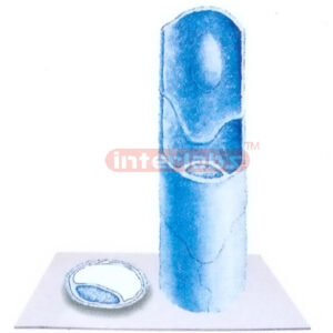 HUMAN CONTINUOUS CAPILLARY MODEL Exporter & Educational Labo