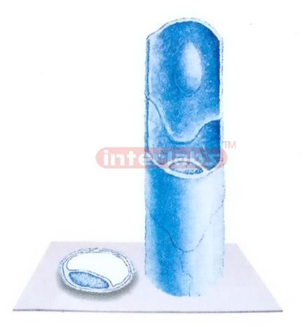 HUMAN CONTINUOUS CAPILLARY MODEL Exporter & Educational Labo