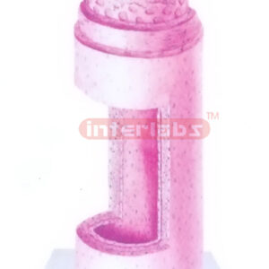 THREE-DIMENSIONAL DIAGRAM OF MEDIUM-SIZED ARTERY Exporter &