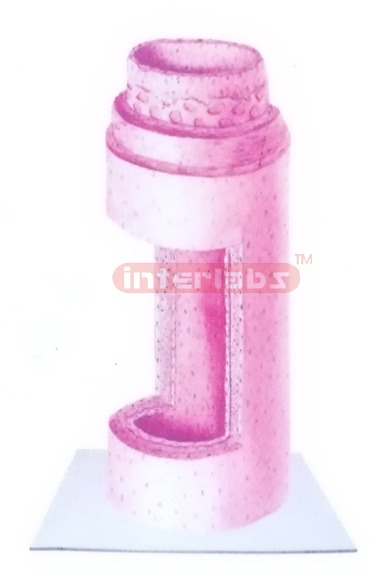 THREE-DIMENSIONAL DIAGRAM OF MEDIUM-SIZED ARTERY Exporter &