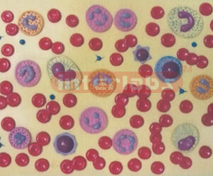 HUMAN BLOOD COLLECTION MODEL Exporter & Medical Laboratory E