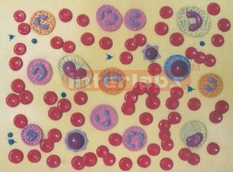 HUMAN BLOOD COLLECTION MODEL Exporter & Medical Laboratory E