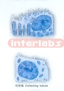 HUMAN CELL COLLECTION (B) Exporter & Educational Laboratory