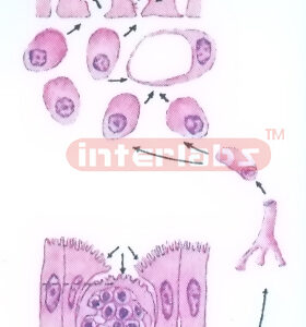 HUMAN MODEL SHOWING THE SECRETORY IMMUNE FUNCTION OF SMALL I