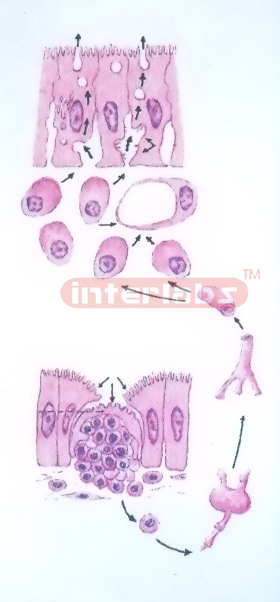 HUMAN MODEL SHOWING THE SECRETORY IMMUNE FUNCTION OF SMALL I