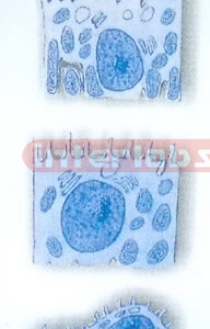 HUMAN CELL COLLECTION (C) Exporter & Educational Laboratory