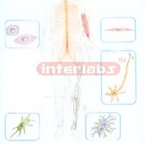 HANGING HUMAN CELLS LOCATION IN THE BODY Exporter & Educatio