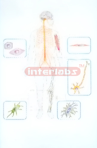 HANGING HUMAN CELLS LOCATION IN THE BODY Exporter & Educatio