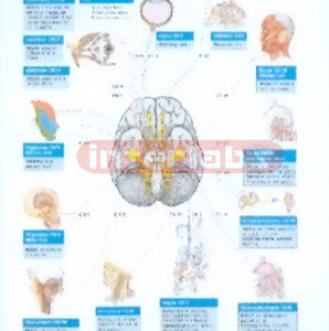 HANGING HUMAN MODEL SHOWING 12 BRANCHES OF BRAIN NERVES AND
