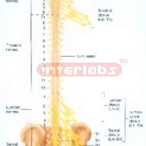 HANGING HUMAN PLEXUSES OF SPINAL CORD Exporter & Educational