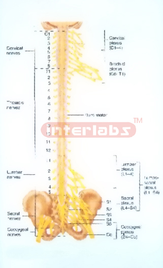 HANGING HUMAN PLEXUSES OF SPINAL CORD Exporter & Educational