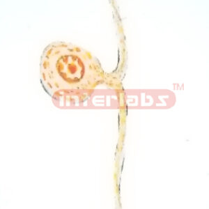 PSEUOOUNIPOLAR NEURON Exporter & Educational Laboratory Equi