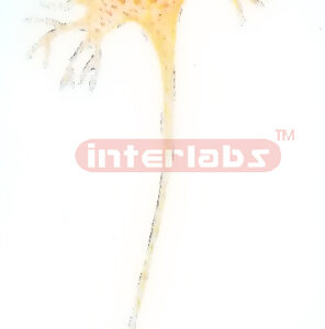 MULTI POLAR NEURON Exporter & Educational Laboratory Equipme