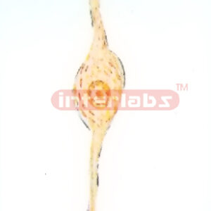 BIPOLAR NEURON Exporter & Educational Laboratory Equipment S
