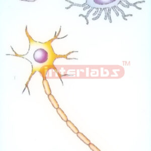 HANGING HUMAN CELL SERIES MODEL Exporter & Educational Labor