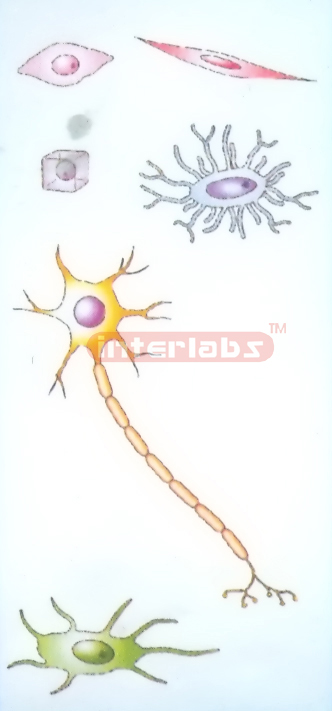 HANGING HUMAN CELL SERIES MODEL Exporter & Educational Labor