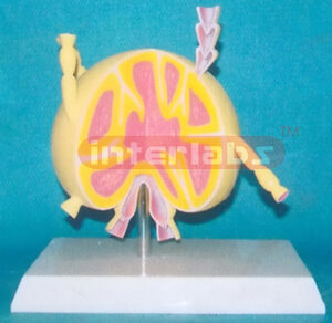 DESK TYPE LYMPH ANATOMICAL MODEL Exporter & Educational Labo