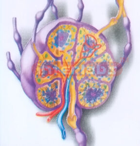 HUMAN LYMPH ANATOMICAL MODEL Exporter & Educational Laborato