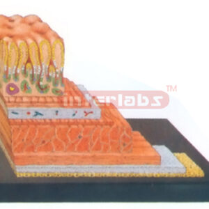 HUMAN STOMACH WALL STRUCTURE MODEL Exporter & Educational La
