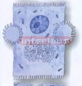 HUMAN HISTOLOGY MODEL (1) Exporter & Educational Laboratory