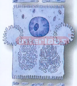 HUMAN HISTOLOGY MODEL (2) Exporter & Educational Laboratory