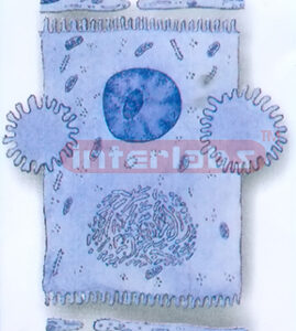 HUMAN HISTOLOGY MODEL (3) Exporter & Educational Laboratory