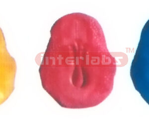 HUMAN MODEL OF THREE GEMINAL LAYER Exporter & Educational La