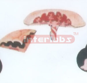 MODEL OF FOETAL ADJUNCT Exporter & Educational Laboratory Eq