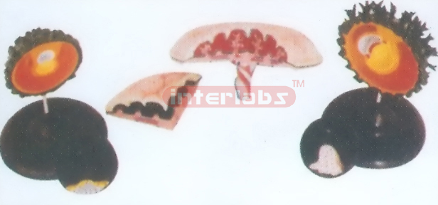 MODEL OF FOETAL ADJUNCT Exporter & Educational Laboratory Eq