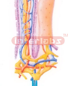 HUMAN THREE DIMENSIONAL MODEL OF INTESTINAL VILLUS Exporter
