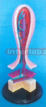 HUMAN VILLAS PRECISE MODEL Exporter & Educational Laboratory