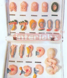 MODEL SHOWING FETUS FORM Exporter & Educational Laboratory E