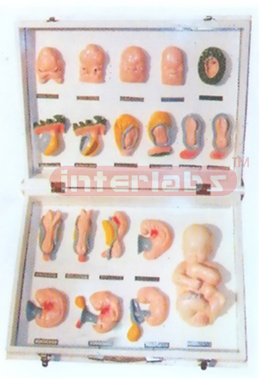 MODEL SHOWING FETUS FORM Exporter & Educational Laboratory E