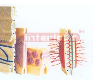 LINKING MODEL FROM SIDE FACE OF EPITHELIA Exporter & Educati