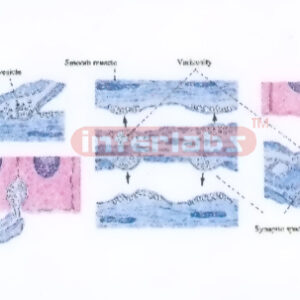 HUMAN HISTOLOGY MODEL SHOWING DISTANT SYNAPSE NON SYNAPTIC C